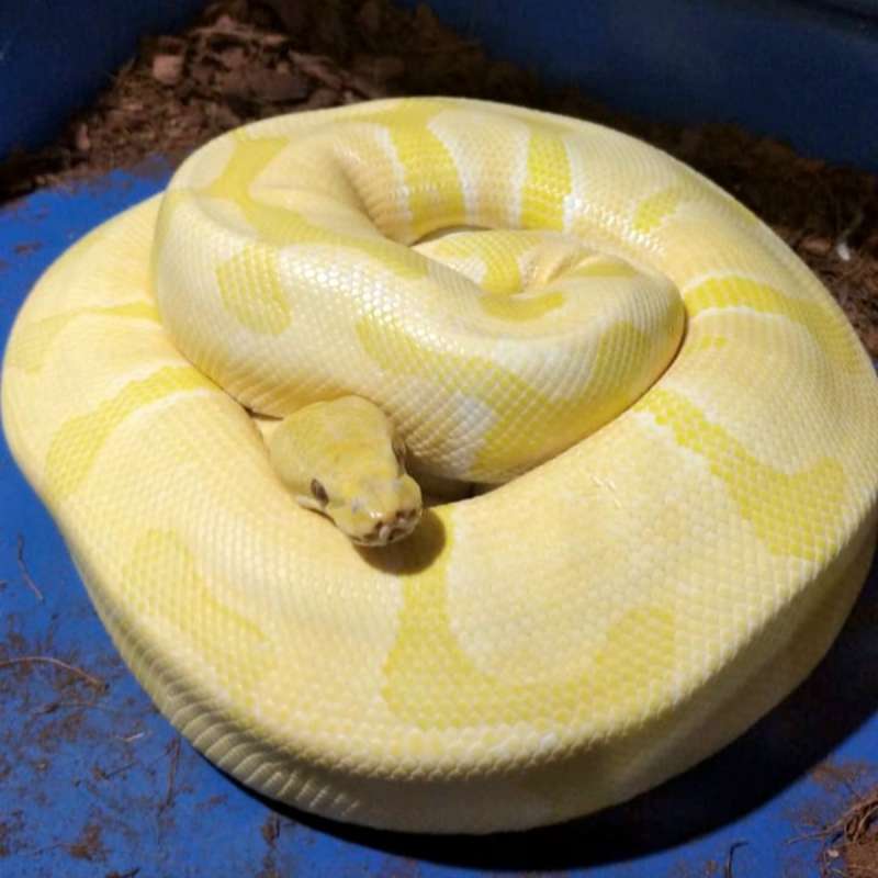 Enchi Lavender Het Clown Female Proven