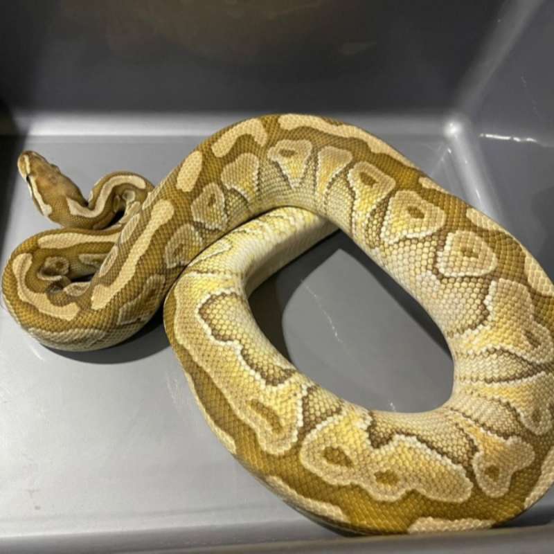 SPOTNOSE LESSER HET CLOWN (ADULT)