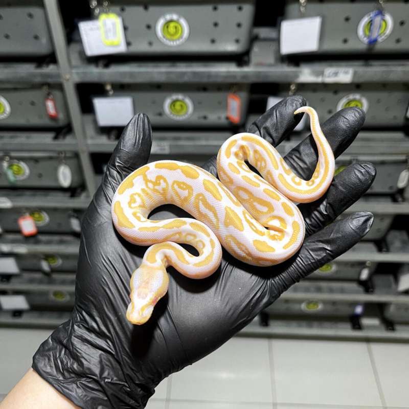 (F) Black Pastel Albino/Candino