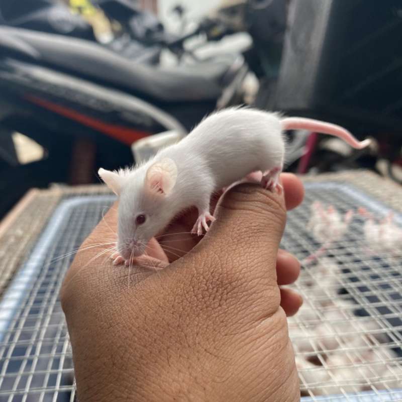 Tikus putih/ mencit medium