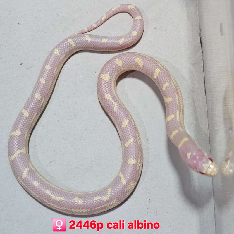 KS California Albino Dotdash