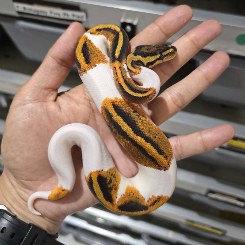 Female Pied Het Clown