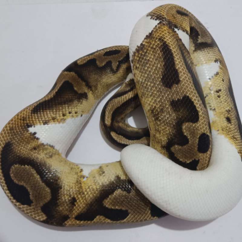 F. Ball Python Het albino aldu/dewasa