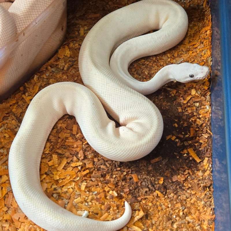 M Proven BEL (lesser Mojave)