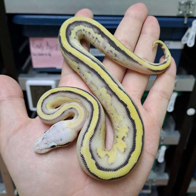 Specter Pastel Desert Ghost het Pied 100% poss Super Specter