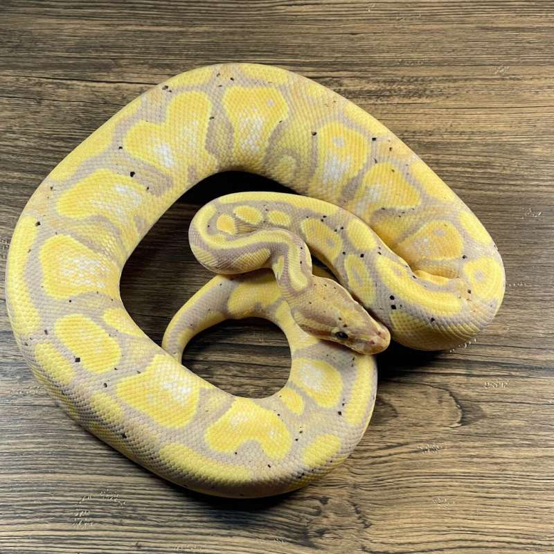 BANANA HET PIED (F MAKER)