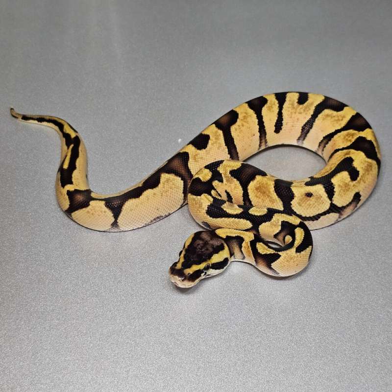 Pastel Od het Pied 50% het Albino