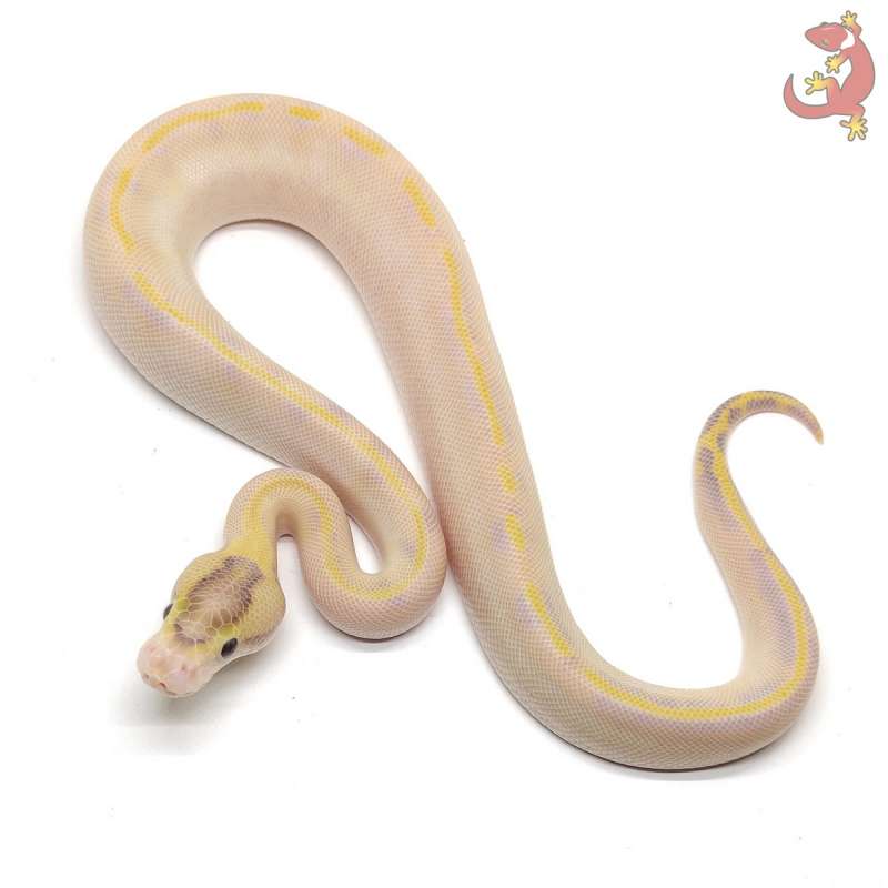 PREMIUM Ivory Enchi