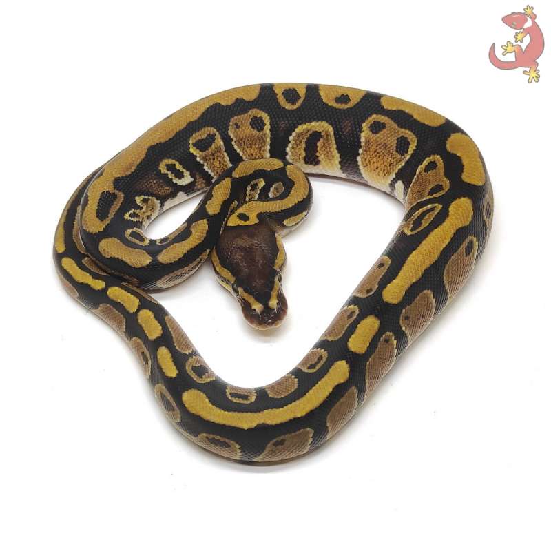 RARE - F CHOCOLATE het CLOWN