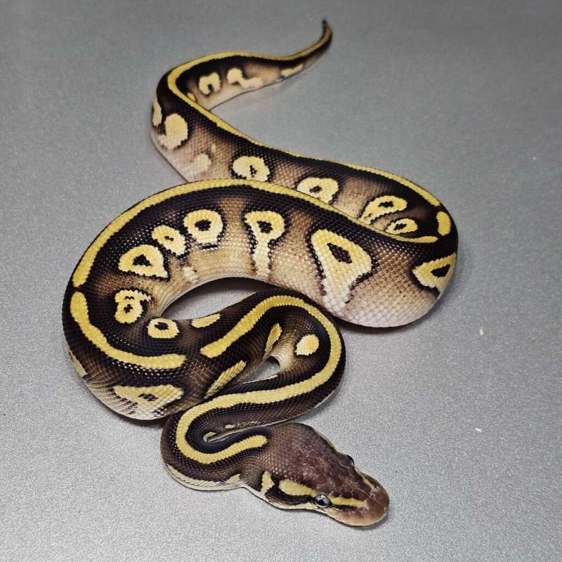 Pastel Mojave (Yb) DH Hypo Pied