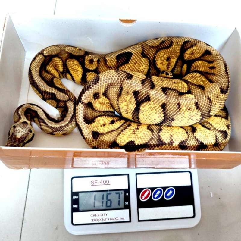 Bp Pastel Fire Yb Female