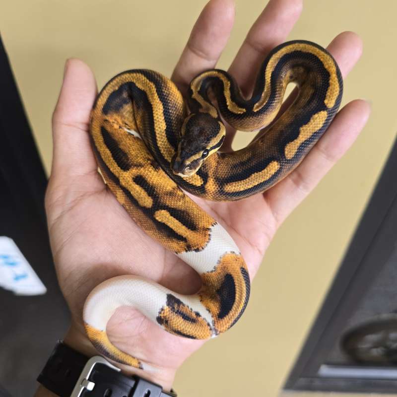 Female Pied Het Lavender