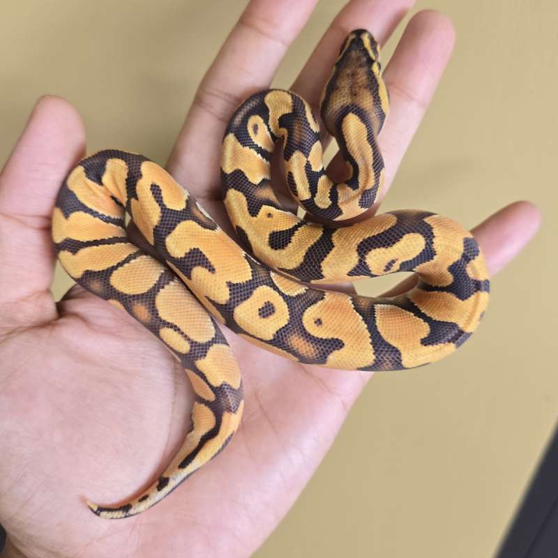 Male Hypo OD Enchi Fire