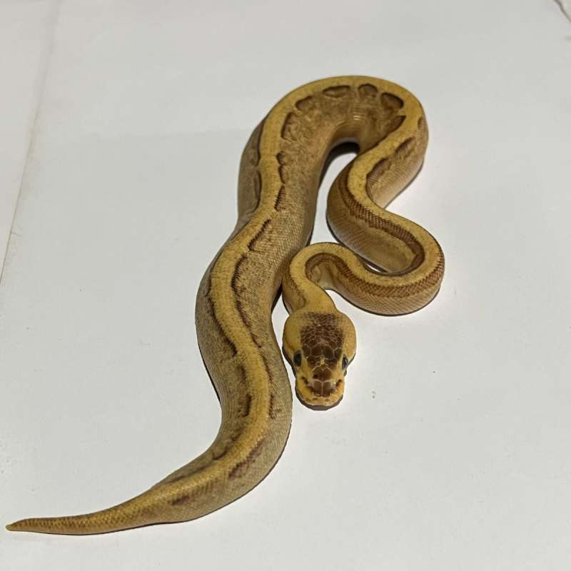 M.Pinstripe super stripe het pied