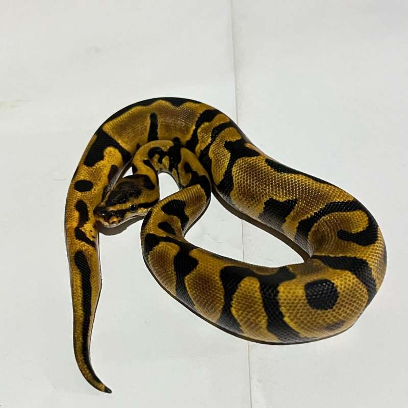 M. leopard enchi het.clown