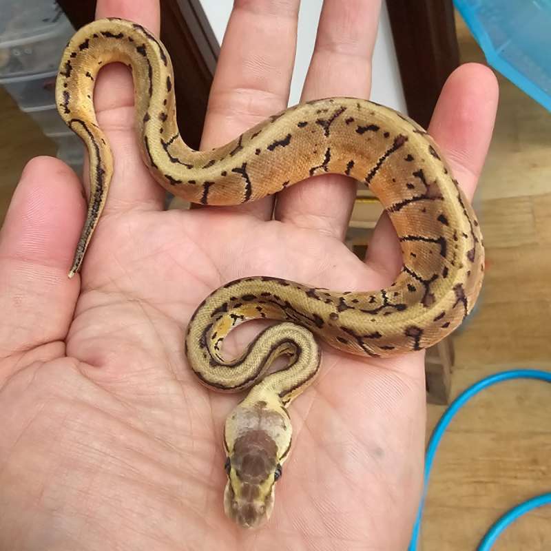 LEMONBLAST SPOTNOSE HET CLOWN