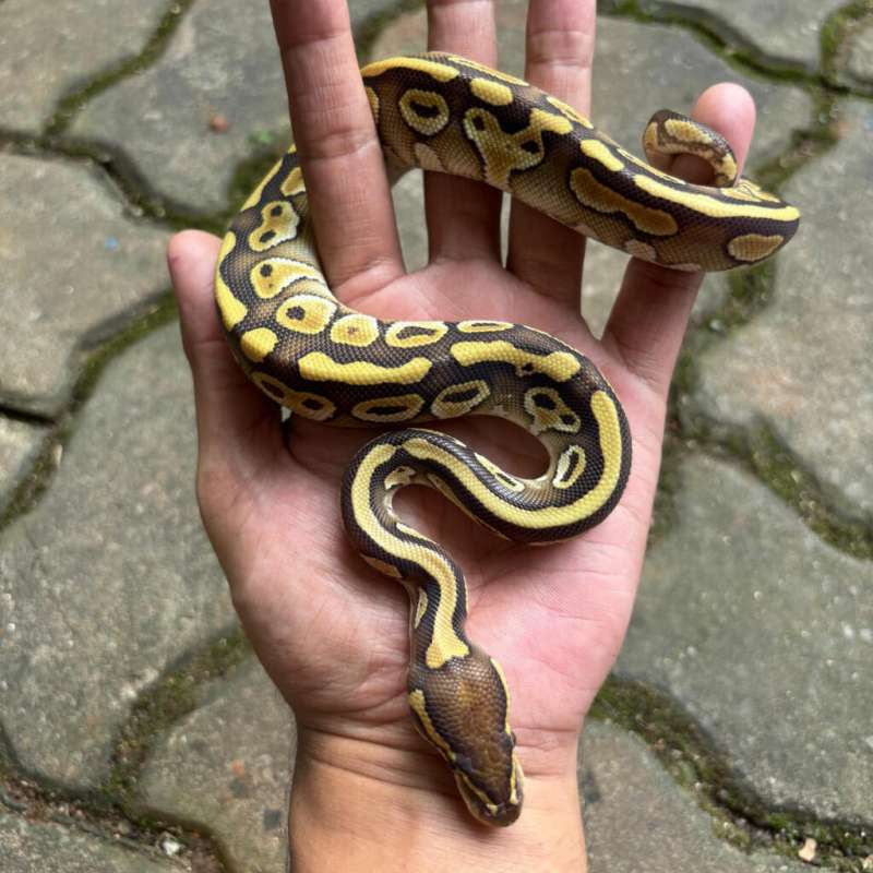 Lesser het clown