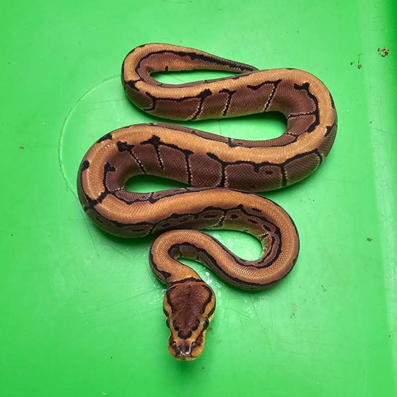 PINSTRIPE HET CLOWN