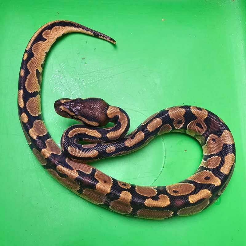 ENCHI HET PIED 50% PH lavender