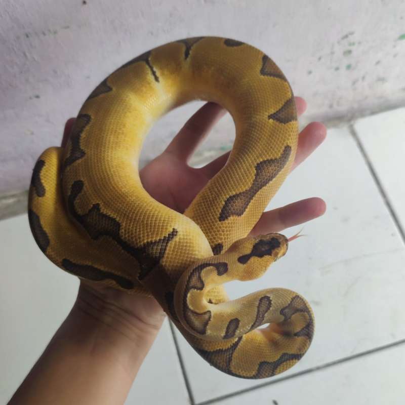 M Super Enchi Clown