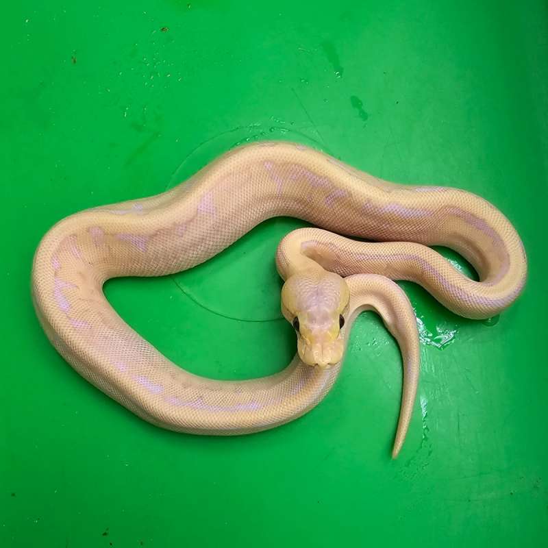 BANANA MOJAVE PINSTRIPE ENCHI HET PIED POSS HET LAVENDER