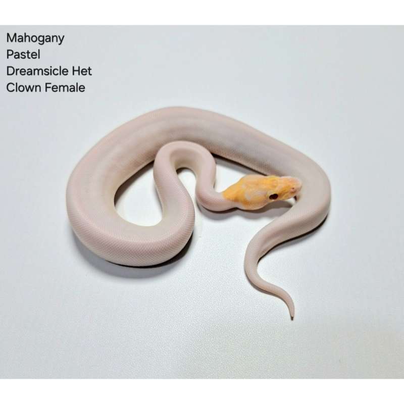 Mahogany Pastel Dreamsicle Het Clown Female