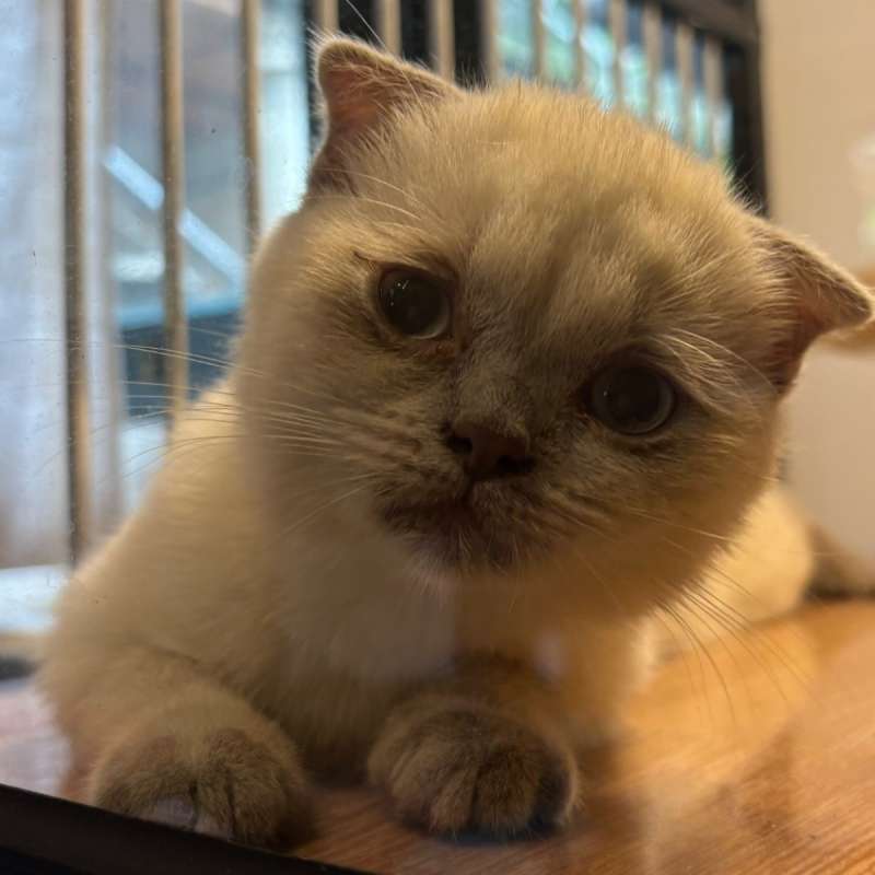 Scottish Fold pair jantan (lilac) betina (putih point)