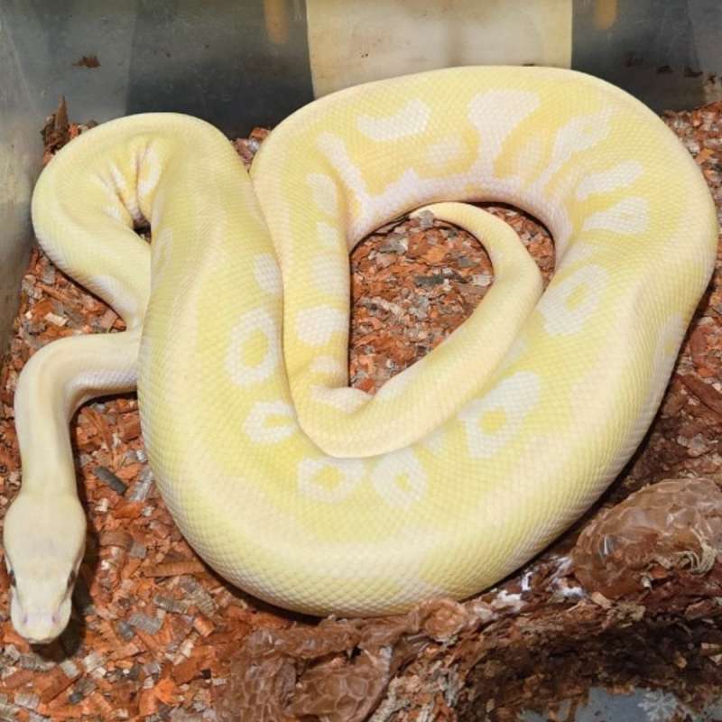 PROVEN LAVENDER MOJAVE HET PIED