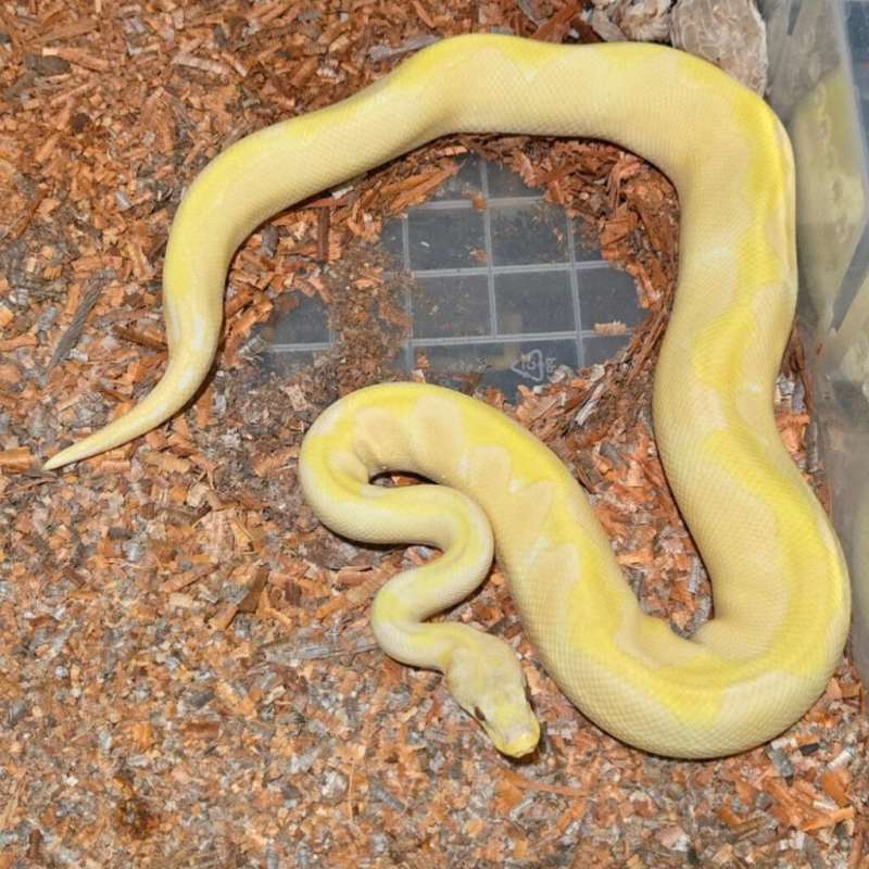 Proven LAVENDER HET CLOWN