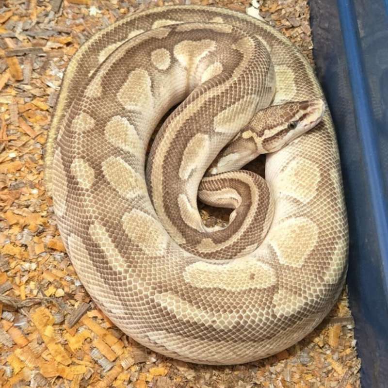 F Proven lesser Pastel het DG