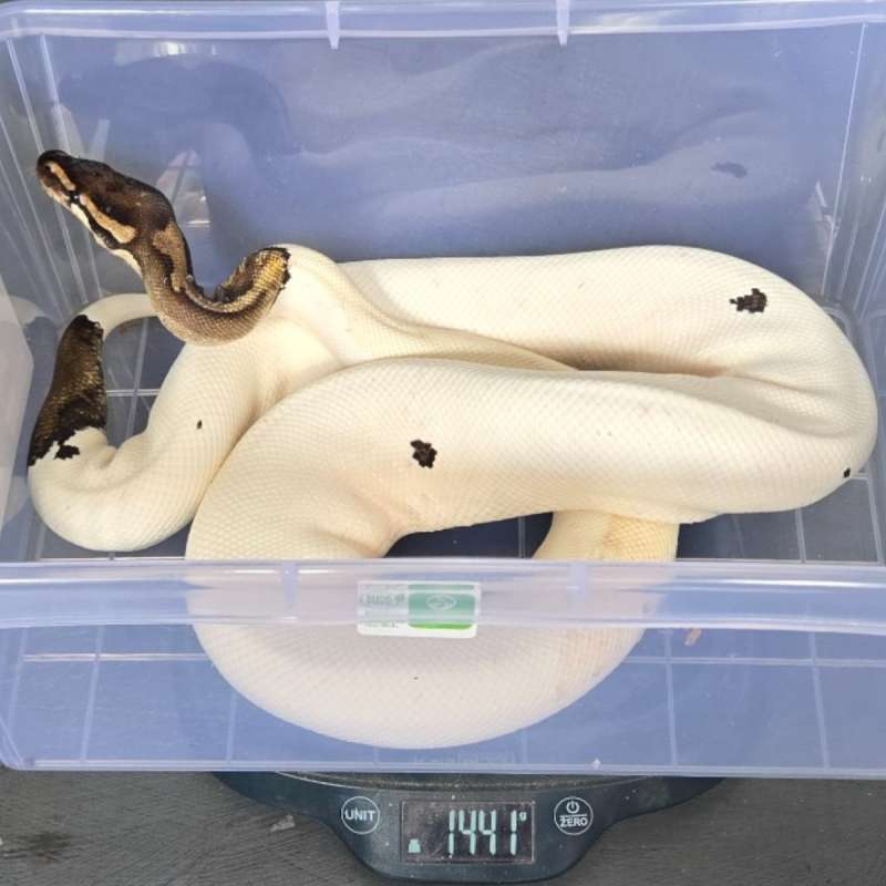F PROVEN PIED