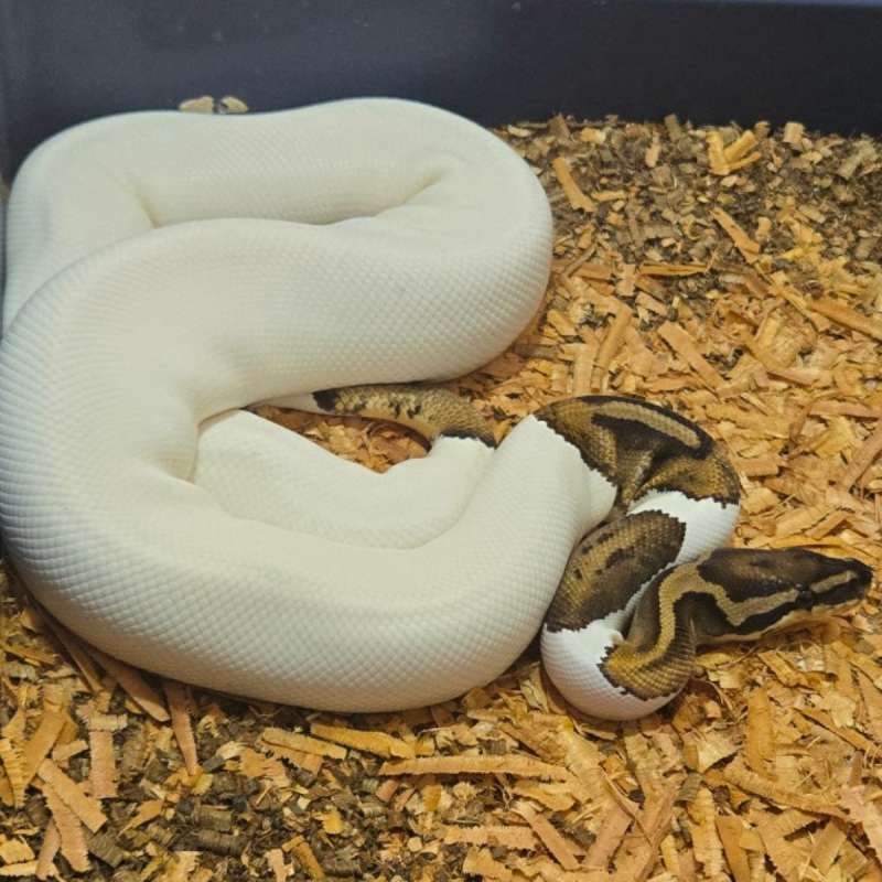 F PIED HET LAVENDER