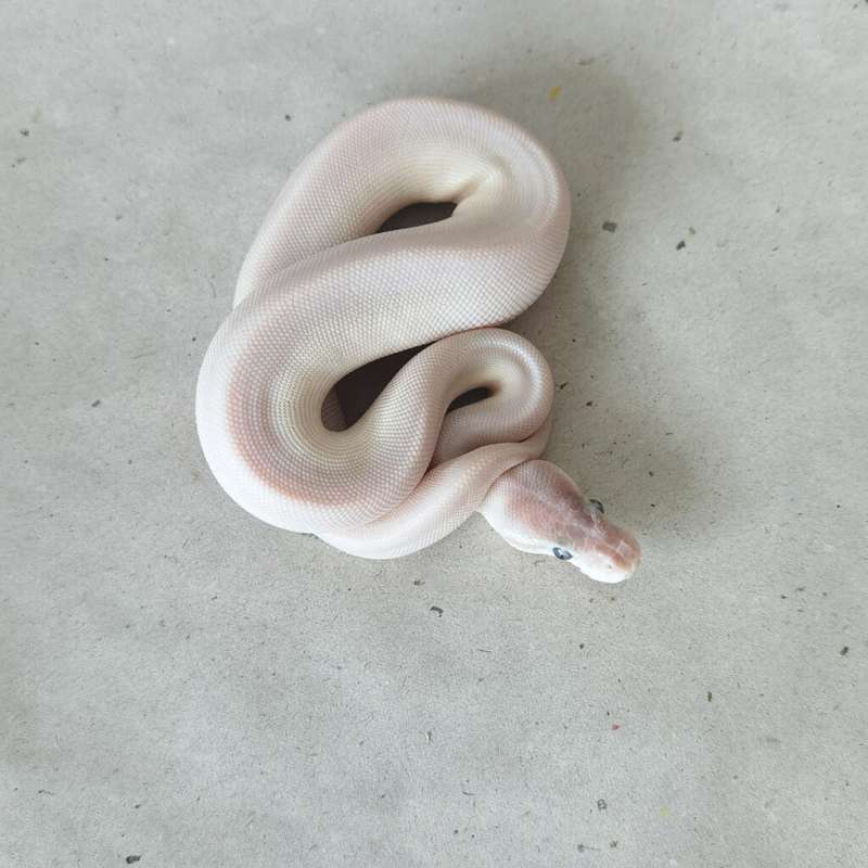 F BEL/Lucy Super Mojave poss GHI/Super GHI