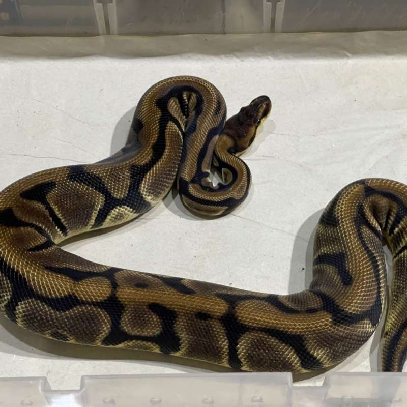 ENCHI HET PIED