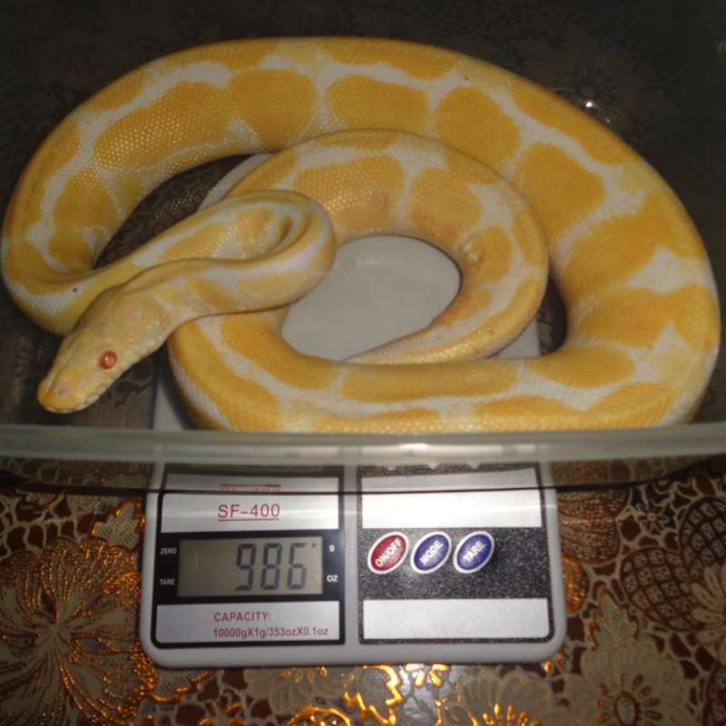 albino