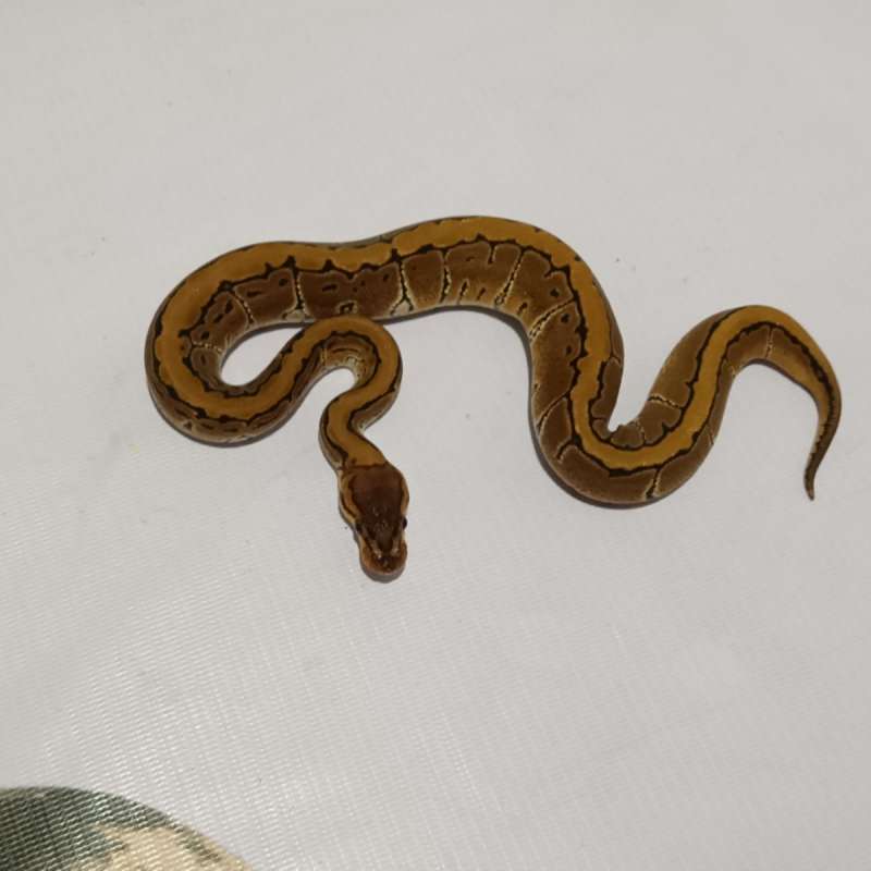 F. Pinstripe 100% het Clown