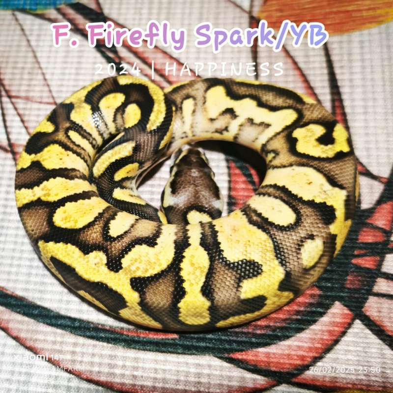F. Firefly Spark/YB