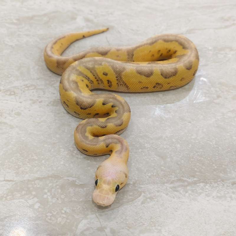 Super pastel (poss yellowbelly) clown