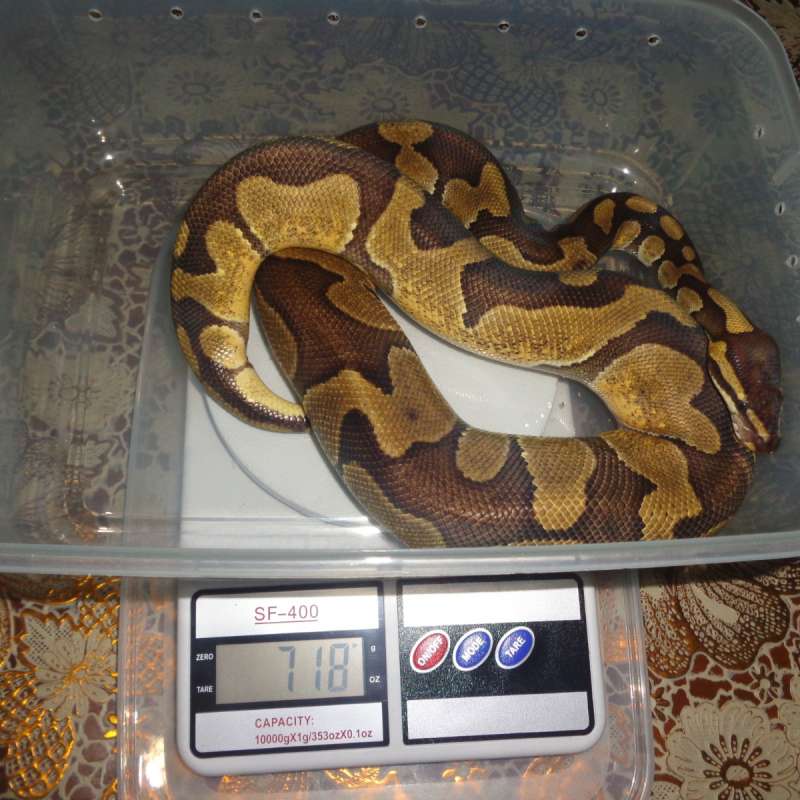 Chocolate enchi