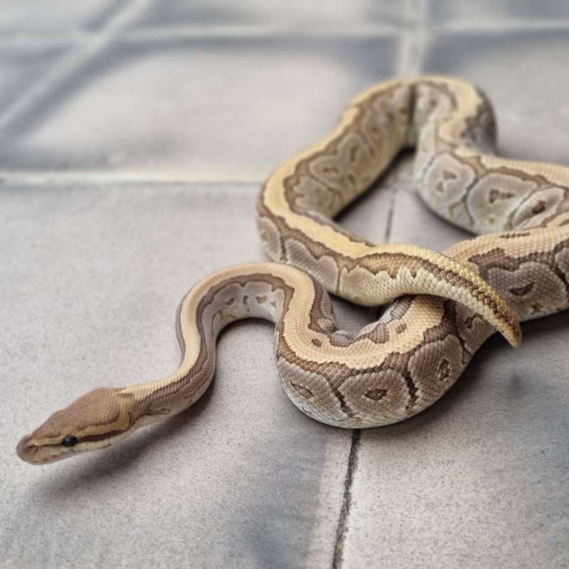 M. Jigzaw (pinstripe mojave)