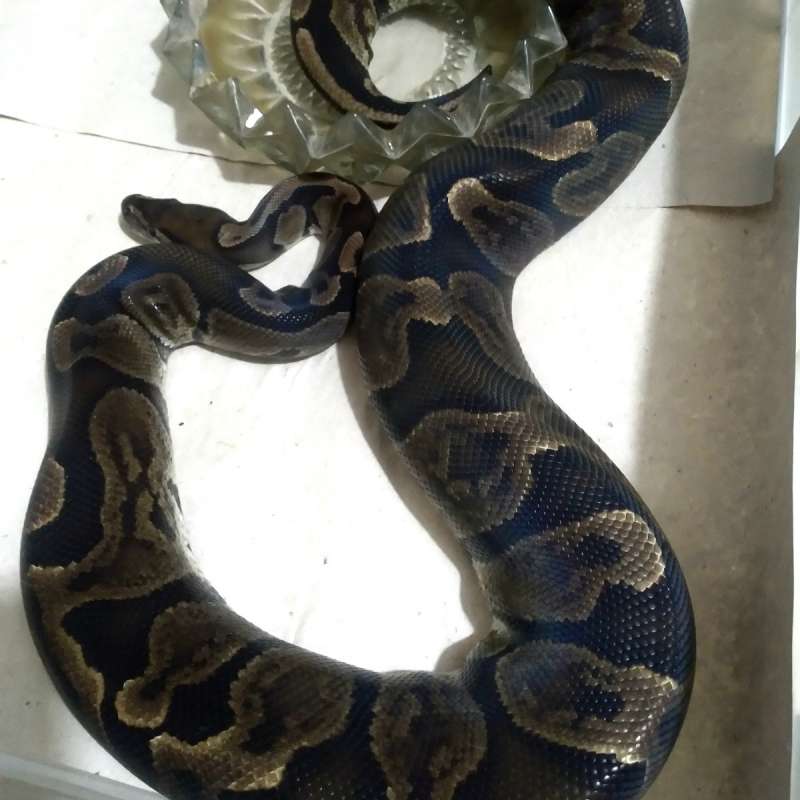 GHI enchi proven