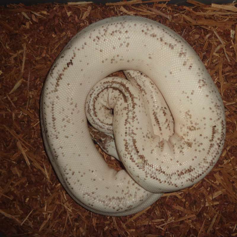Super pastel cinnamon yellow belly specter
