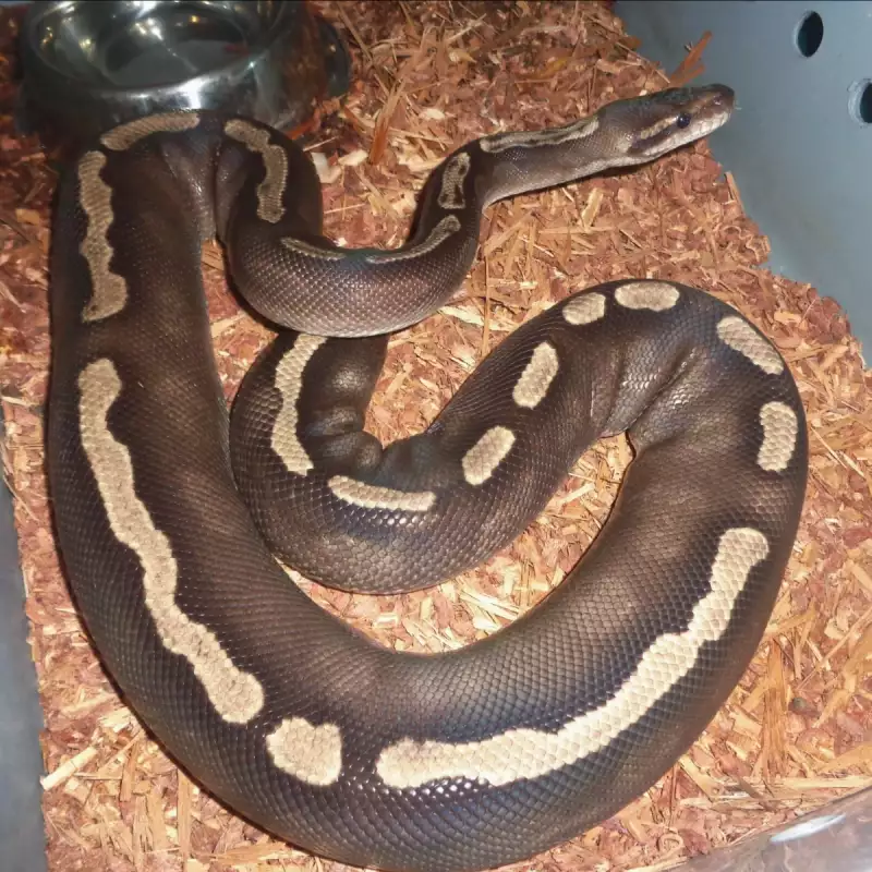 Ghi mojave