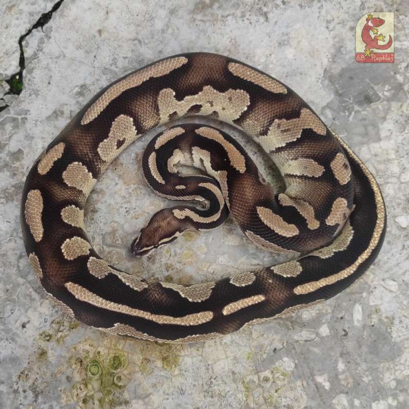 PROVEN RARE - BLACKHEAD FIRE HET CLOWN