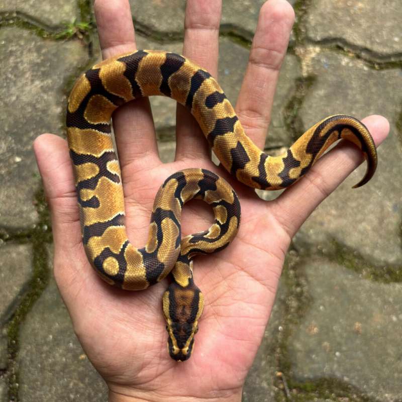 Orange dream enchi het pied