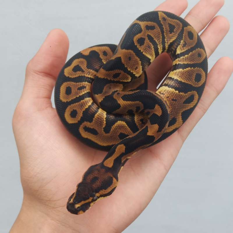 Leopard het clown
