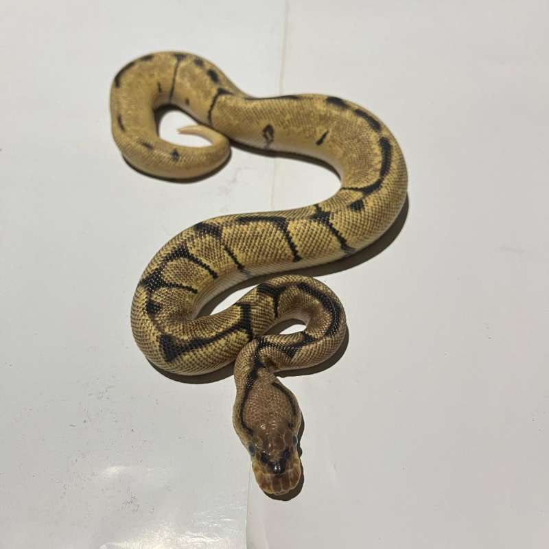 M.OD spider clown