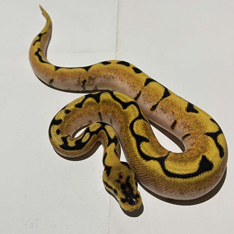 F. SOD spider yellowbelly enchi