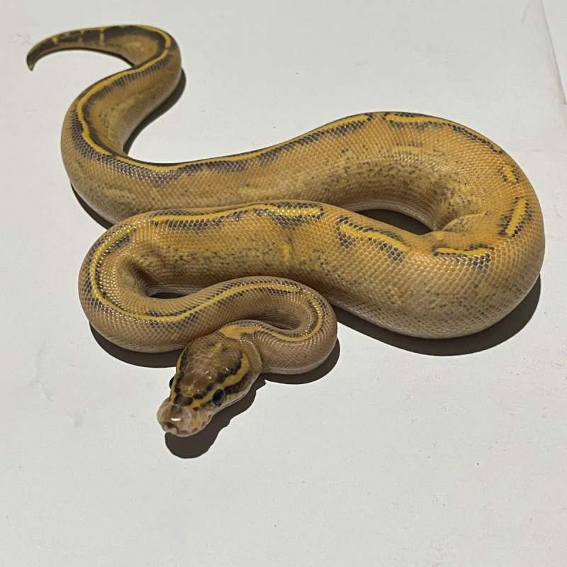 M. Highway Het.clown