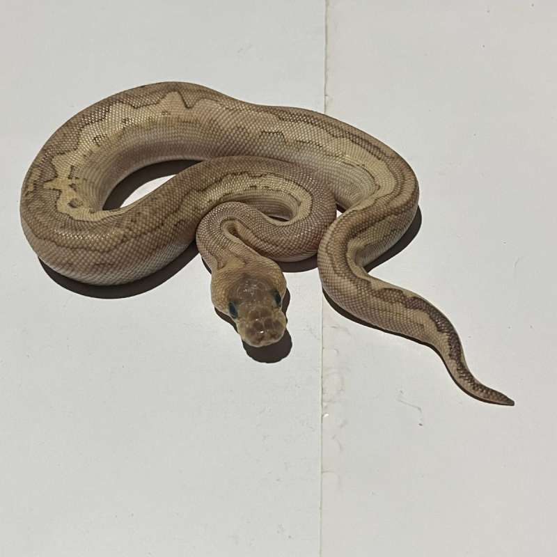 M. Lesser clown